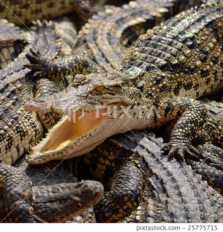 Freshwater crocodile, Siamese crocodile. Freshwater crocodile, Siamese crocodile. 25775715