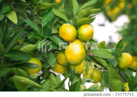Waseda oranges (Gamagori) 25775753
