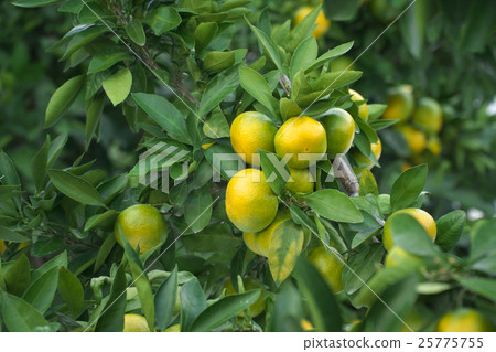 早稻田橘子（蒲郡） 25775755