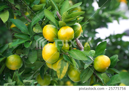 早稻田橘子（蒲郡） 25775756