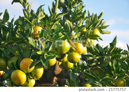 Waseda oranges (Gamagori) 25775757