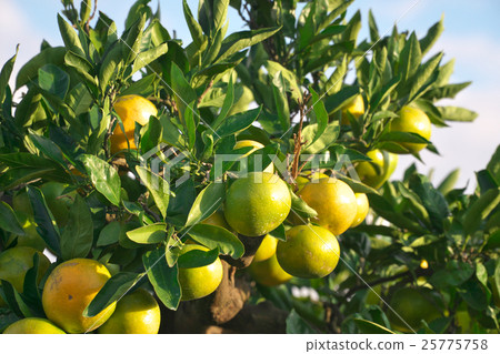 早稻田橘子（蒲郡） 25775758