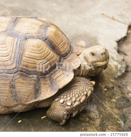 Closed up African Spurred Tortoise 25775920