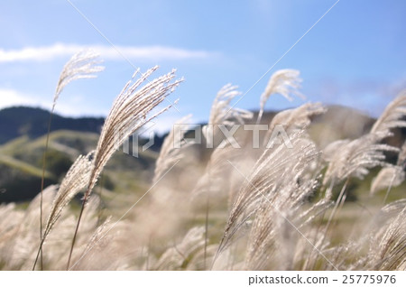 芒草 25775976