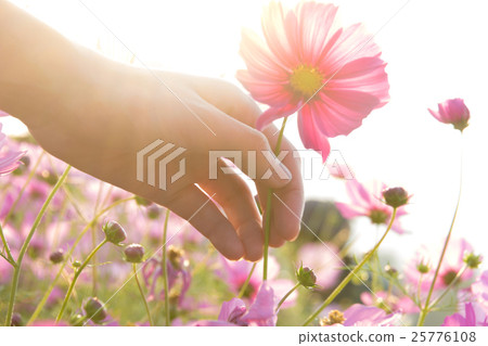 woman hand grabbing pink cosmos flower.  25776108