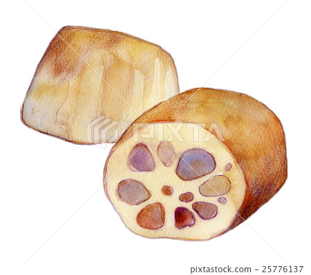 Watercolor illustration lotus rootknot 25776137