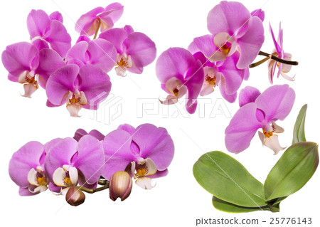 Blooming Orchid. Collage. Isolated. With leaves 25776143