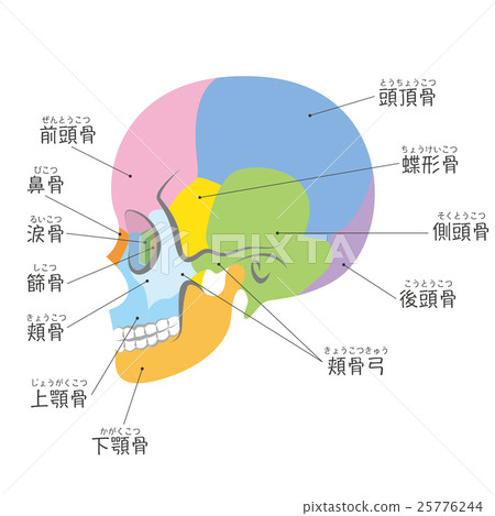 頭骨的一面（帶名字） 25776244