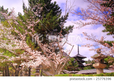 法隆寺（奈良）櫻花盛開的區域 25776396