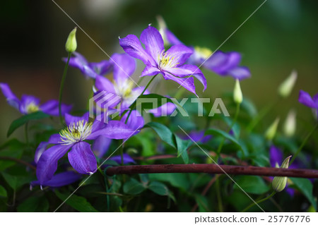 Purple clematis flowers in the garden Purple clematis flowers in the garden 25776776