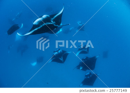 Flock of manta Flock of manta 25777149