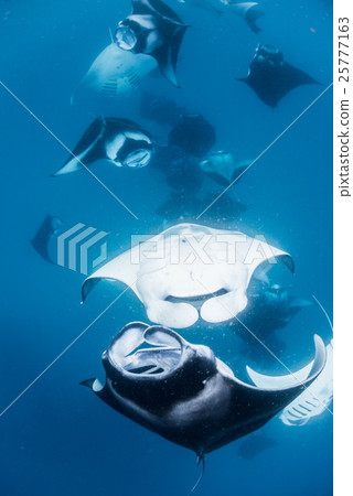 Flock of manta 25777163