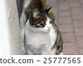 closeup shot of a cat 25777565