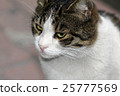 closeup shot of a cat 25777569