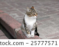 closeup shot of a cat 25777571