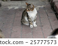 closeup shot of a cat 25777573