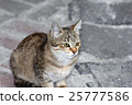 closeup shot of a cat 25777586