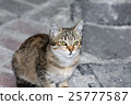 closeup shot of a cat 25777587