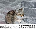closeup shot of a cat 25777588