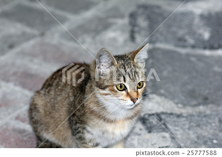 closeup shot of a cat closeup shot of a cat 25777588