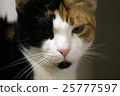 closeup shot of a cat 25777597