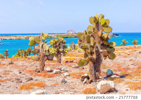 Cactus trees in Galapagos islands 25777788