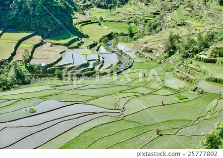 rice paddy terrace fields  Philippines 25777802