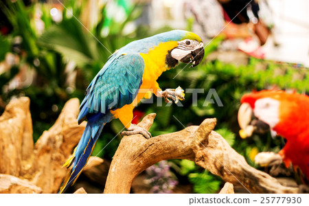 rainbow parrot eat corn on wood of zoo 25777930