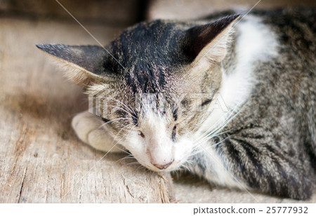 stray cat sleep on wood stray cat sleep on wood 25777932