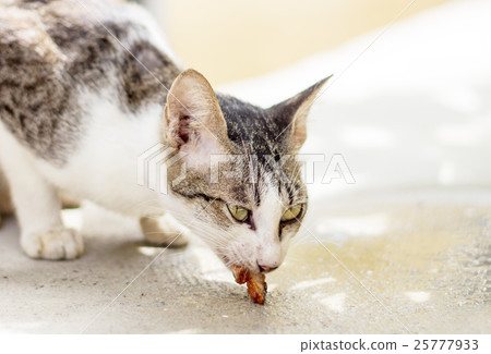 stray cat eating something on floor stray cat eating something on floor 25777933