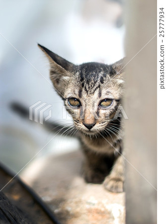 stray cat hiding in fear mood stray cat hiding in fear mood 25777934