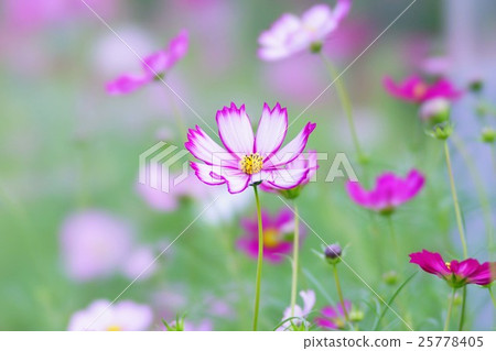 Cosmos flowers 25778405