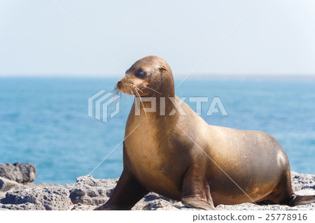 Sea Lion in Galapagos Islands 25778916