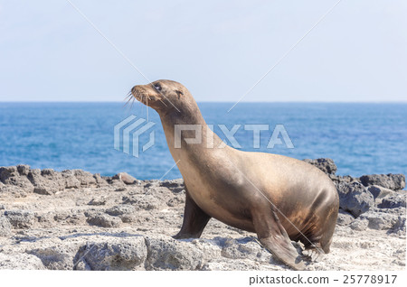 Sea Lion in Galapagos Islands 25778917
