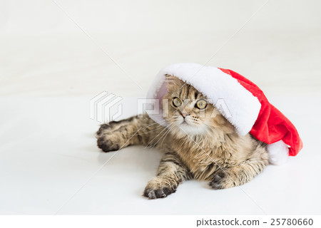 Persian cat in christmas 25780660
