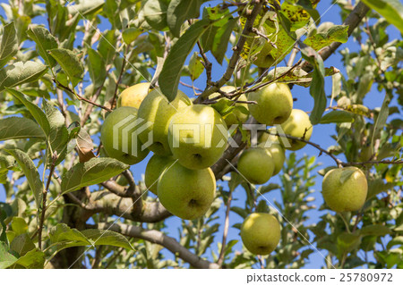 Ourin (green apples) - Green apples ripening in cascades at harvest time, October 25780972