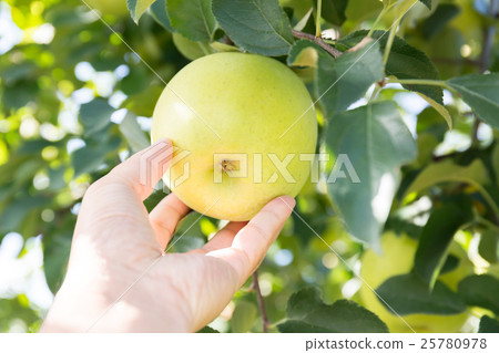 奧林（青蘋果）——男子採摘青蘋果的雙手——十月 25780978