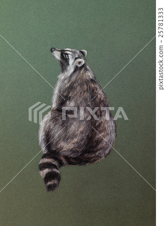 wild raccoon drawing 25781333