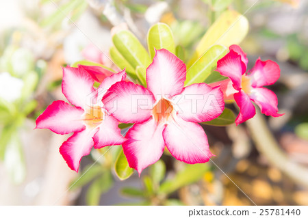 Pink bignonia flower.Desert rose flower. Pink bignonia flower.Desert rose flower. 25781440