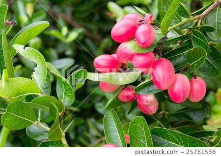 Karanda or Carunda fruit background Karanda or Carunda fruit background 25781536