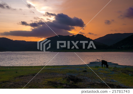 Cow at lake Cow at lake 25781743