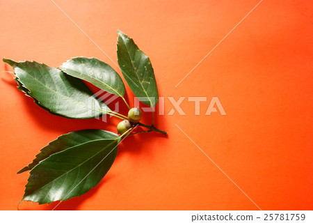 Acorn and acorn leaves 25781759