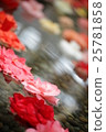 漂浮在水面上的花 25781858