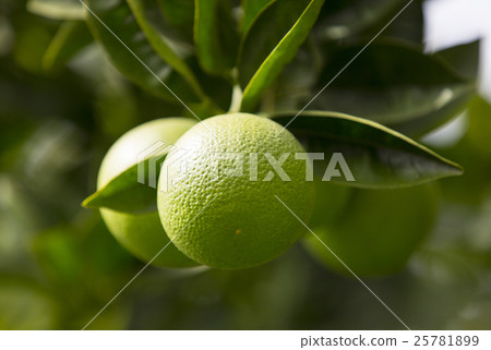 Orange tree with fruits 25781899