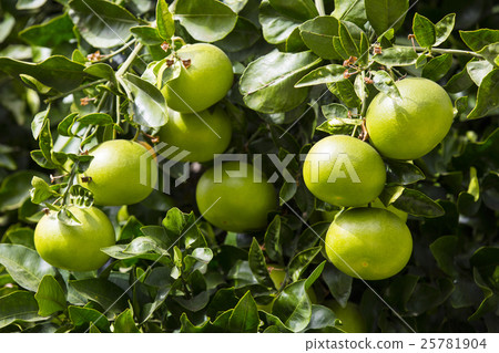 Orange tree with fruits 25781904