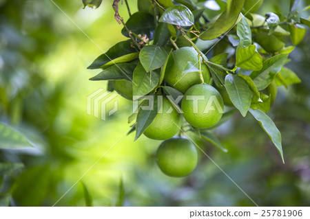 Orange tree with fruits 25781906