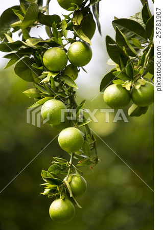 Orange tree with fruits 25781907
