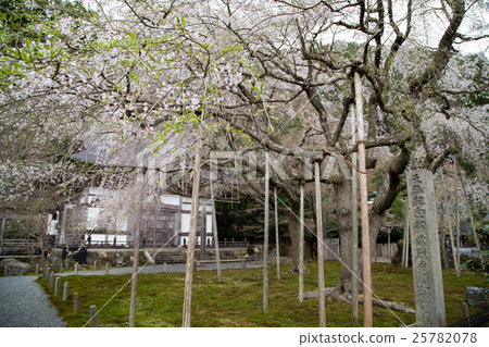 Togansuji, cherry blossoms in full bloom with Kayumi Togansuji, cherry blossoms in full bloom with Kayumi 25782078