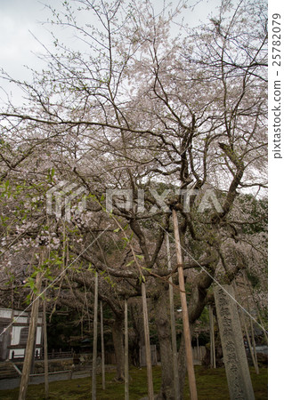 Togansuji, cherry blossoms in full bloom with Kayumi Togansuji, cherry blossoms in full bloom with Kayumi 25782079