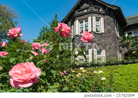 Old Furukawa garden Rose in autumn 25782094